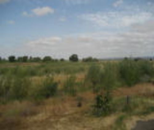 a field of tall grass